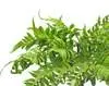 Artificial Forest Fern Bush<br>45cm UV Treated thumbnail