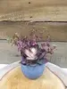 1. DIY Succulents in a Mini Pot<br>Burgundy thumbnail