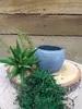 DIY Succulents in a Mini Pot<br>Green thumbnail