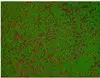 Artificial Moss Panel<br>1m x 1m thumbnail