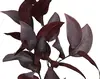 1. Artificial Broad Leaf Gum<br>Plum thumbnail