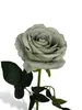 1. Artificial Velvet Rose<br>Antique Green thumbnail