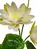 1. Artificial Lotus Flowering<br>White thumbnail