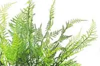 Artificial Asparagus Fern<br>74cm