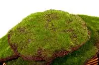 Artificial Moss Pad