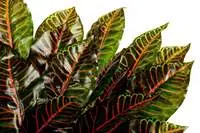 Artificial Croton Leaves