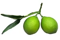 1. Artificial Lime Cluster thumbnail