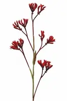 Artificial Kangaroo Paw<br>Red