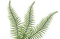 Artificial Long Fern Leaf<br>56cm