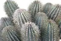 Artificial Cactus Finger<br>15cm