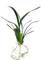 1. Artificial Spider Orchid Leaf and Roots<br>42cm thumbnail