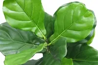 Artificial Fiddle Leaf Fig Top Spray<br>64cm