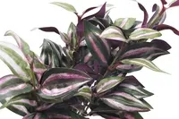 Artificial Wandering Jew Spray<br>55cm