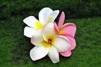 Artificial Frangipani Head<br>Wired