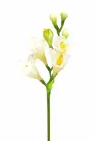 Artificial Freesia<br>Cream