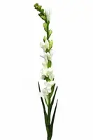 Artificial Tuberose<br>Cream