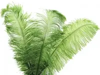 Ostrich Feather<br>Olive Green