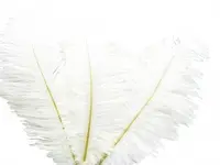 Ostrich Feather<br>Ivory