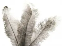 Ostrich Feather<br>Natural
