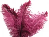 Ostrich Feather<br>Burgundy