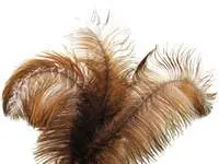 Ostrich Feather<br>Brown