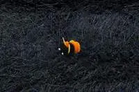 Bee<br>Orange