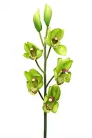 Artificial Cymbidium Orchids<br>Green
