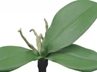 Artificial Phalaenopsis Orchid Leaf<br>Spray x 3