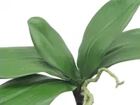 Artificial Phalaenopsis Orchid Leaf<br>Spray x 5