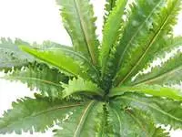 Artificial Margarintum Fern<br>60cm