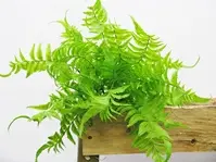 Artificial Forest Fern<br>46cm