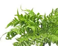 Artificial Forest Fern Bushes - Realistic Fake Ferns