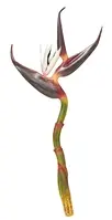 Artificial Giant Bird Of Paradise<br>Burgundy