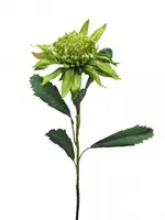 Artificial Waratah<br>Green 