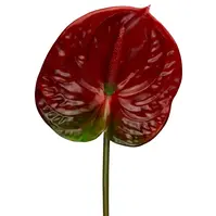 Artificial Anthurium<br>Red