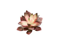 Artificial Star Succulent<br>Brown/Cream