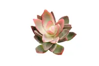 Artificial Star Succulent<br>Green/Red