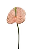 Artificial Anthurium<br>Pink