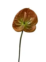 Artificial Anthurium<br>Brown