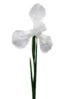 Artificial Iris with Leaf<br>White