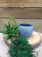 DIY Succulents in a Mini Pot<br>Green