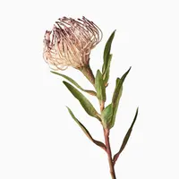Artificial Protea Leucospermum<br>Coffee