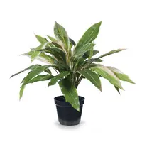 Artificial Cordyline Plant<br>40cm