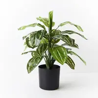 Artificial Calathea Plant<br>50cm