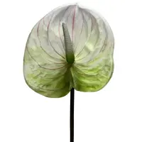 Artificial Anthurium<br>White