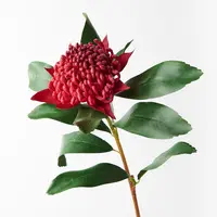 Artificial Waratah Stem<br>Red