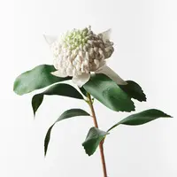 Artificial Waratah Stem<br>White