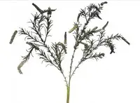 Artificial Amaranthus Salvia Spray<br>Grey/Green