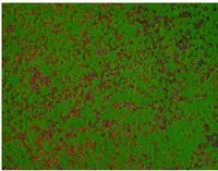 Artificial Moss Panel<br>1m x 1m