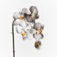 Artificial Phalaenopsis Mini Orchid<br>White/Black 51cm